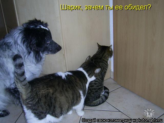Шарик, зачем ты ее обидел?... Котоматрица: Шарик, зачем ты ее обидел?