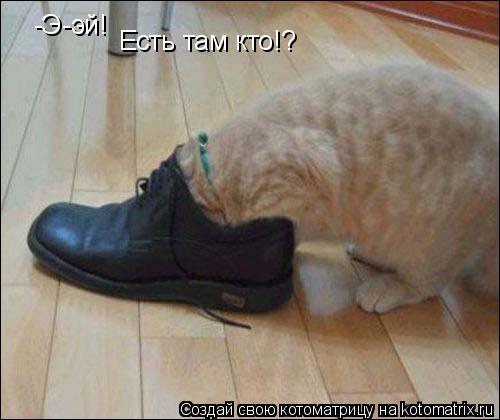 -Э-эй! Есть там кто!?... Котоматрица: -Э-эй! Есть там кто!?