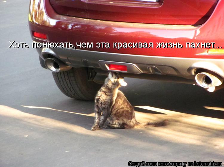 Хоть понюхать,чем эта красивая жизнь пахнет...... Котоматрица: Хоть понюхать,чем эта красивая жизнь пахнет...