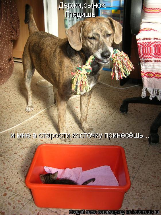 Держи,сынок. Глядишь и мне в старости косточку принесёшь...... Котоматрица: Держи,сынок. Глядишь и мне в старости косточку принесёшь...