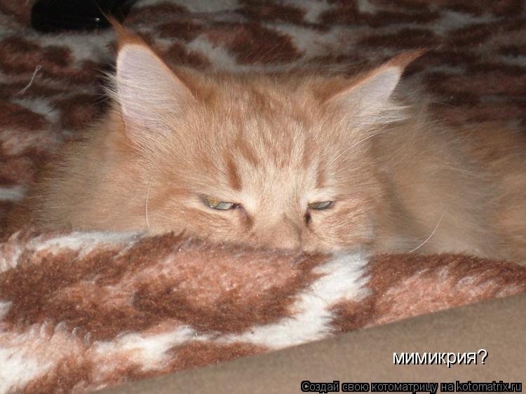 мимикрия?... Котоматрица: мимикрия?