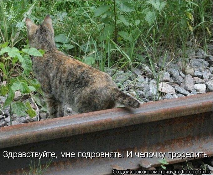 Здравствуйте, мне подровнять! И челочку проредить...... Котоматрица: Здравствуйте, мне подровнять! И челочку проредить...