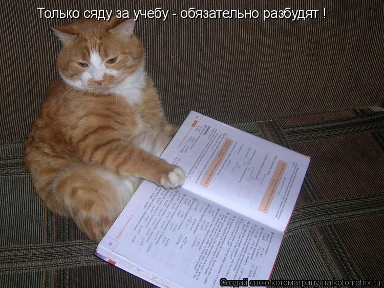 Только сяду за учебу - обязательно разбудят !... Котоматрица: Только сяду за учебу - обязательно разбудят !