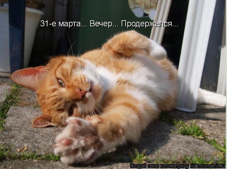 Котоматрица: 31-е марта... Вечер... Продержался...