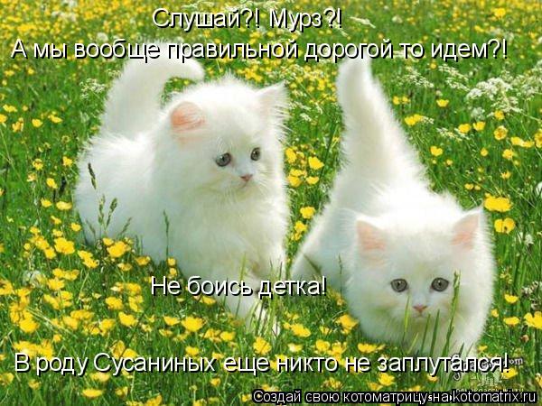Слушай?! Мурз?! А мы вообще правильной дорогой то идем?! Не боись детка! В роду Сусаниных еще никто... Котоматрица: Слушай?! Мурз?! А мы вообще правильной дорогой то идем?! Не боись детка! В роду Сусаниных еще никто не заплутался!