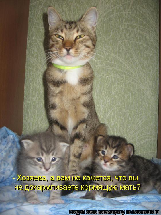 Котоматрица: - Хозяева, а вам не кажется, что вы  не докармливаете кормящую мать?