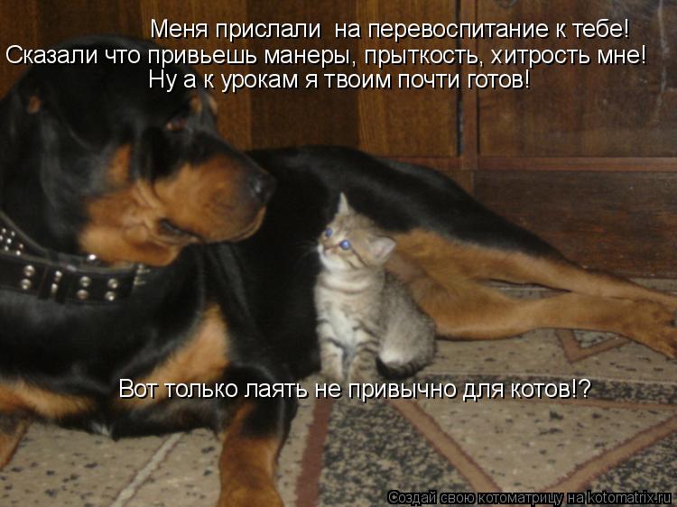 Меня прислали на перевоспитание к тебе! Сказали что привьешь манеры, прыткость, хитрость мне! Ну а к... Котоматрица: Меня прислали на перевоспитание к тебе! Сказали что привьешь манеры, прыткость, хитрость мне! Ну а к урокам я твоим почти готов! Вот только л