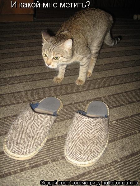 Котоматрица: И какой мне метить?