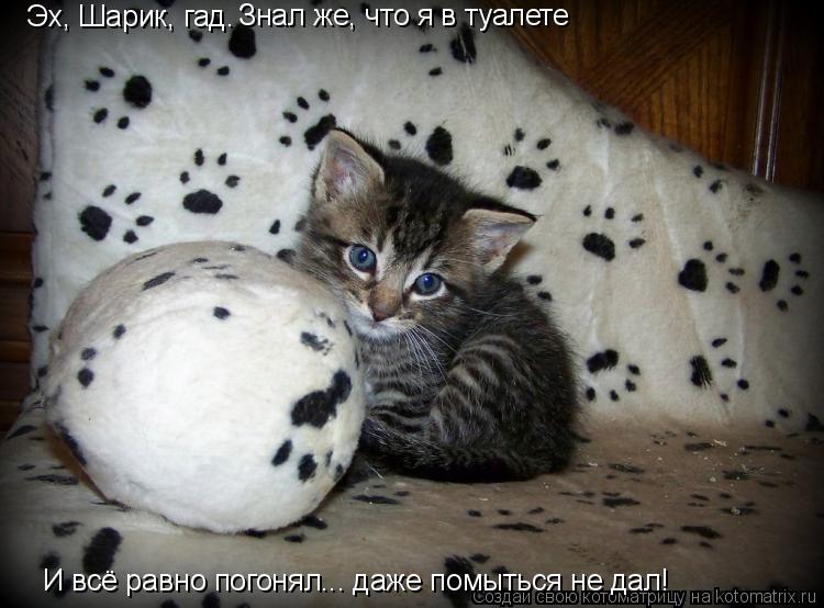 Котоматрица: Эх, Шарик, гад.  Знал же, что я в туалете И всё равно погонял... даже помыться не дал!