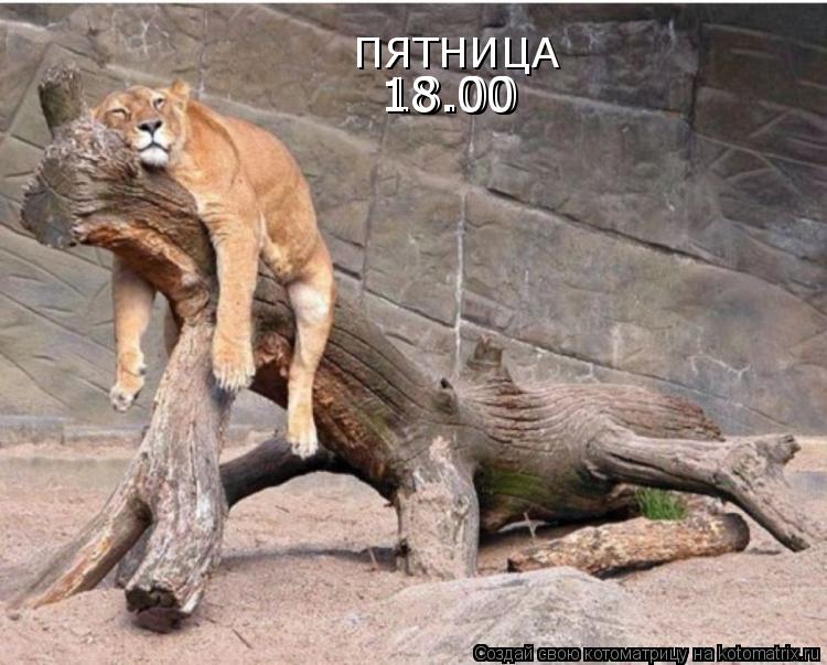 Котоматрица: ПЯТНИЦА 18.00 18.00