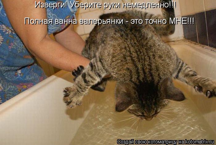 Котоматрица: Изверги! Уберите руки немедленно!!! Полная ванна валерьянки - это точно МНЕ!!!
