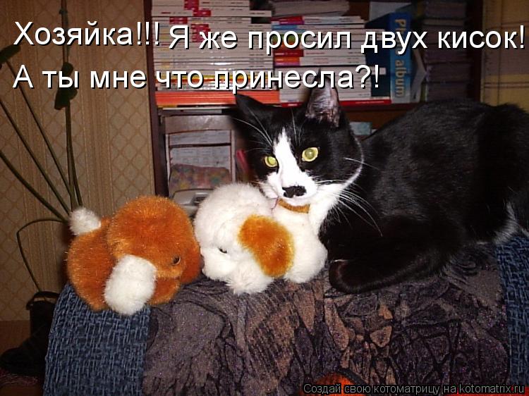 Котоматрица: Хозяйка!!! Я же просил двух кисок! А ты мне что принесла?!