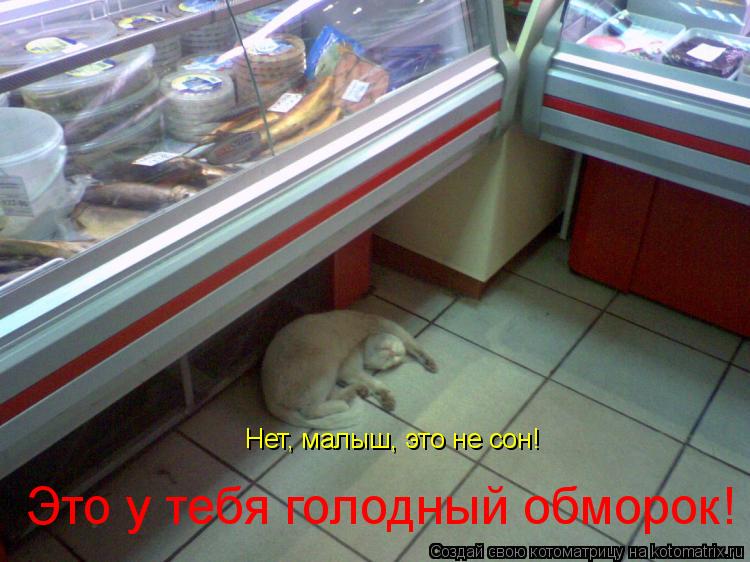 Котоматрица: Нет, малыш, это не сон!  Это у тебя голодный обморок!