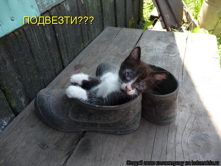 Котоматрица: ПОДВЕЗТИ???