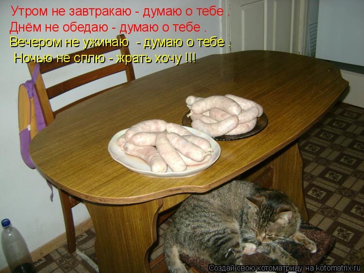 Котоматрица: Утром не завтракаю - думаю о тебе .  Днём не обедаю - думаю о тебе . Вечером не ужинаю  - думаю о тебе . Ночью не сплю - жрать хочу !!!