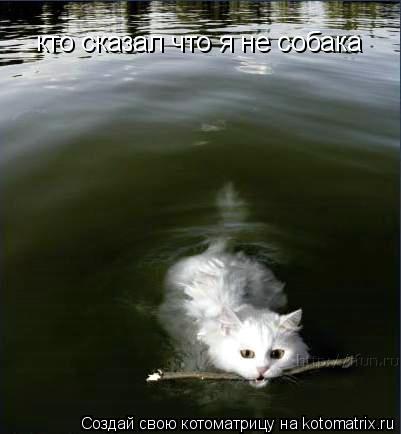 Котоматрица: кто сказал что я не собака