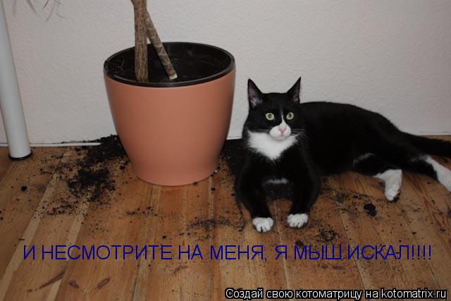 Котоматрица: И НЕСМОТРИТЕ НА МЕНЯ, Я МЫШ ИСКАЛ!!!!