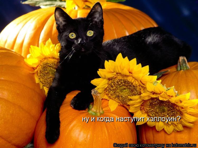 Котоматрица: ну и когда наступит хэллоуин?