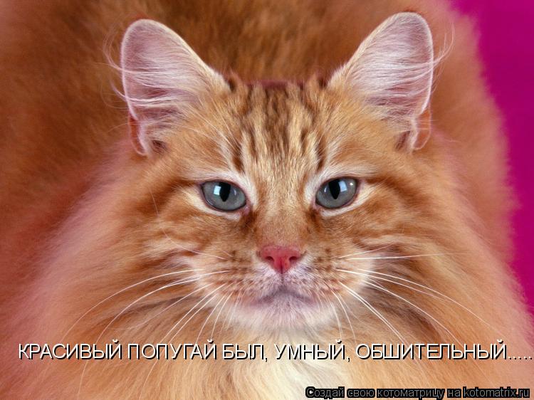Котоматрица: КРАСИВЫЙ ПОПУГАЙ БЫЛ, УМНЫЙ, ОБШИТЕЛЬНЫЙ.......