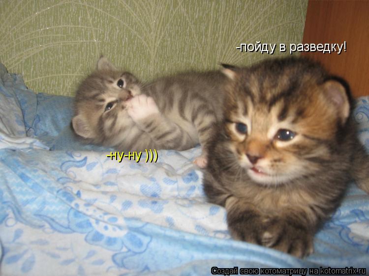 Котоматрица: -пойду в разведку! -ну-ну )))