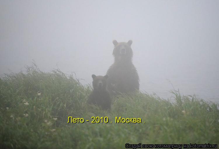 Котоматрица: Лето - 2010 . Москва .