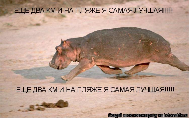 Котоматрица: ЕЩЕ ДВА КМ И НА ПЛЯЖЕ Я САМАЯ ЛУЧШАЯ!!!!! ЕЩЕ ДВА КМ И НА ПЛЯЖЕ Я САМАЯ ЛУЧШАЯ!!!!!
