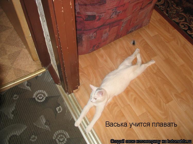 Котоматрица: Васька учится плавать