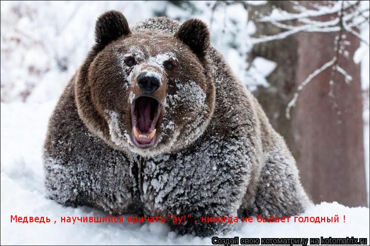 Медведь , научившийся кричать "ау!" , никогда не бывает голодный !... Котоматрица: Медведь , научившийся кричать "ау!" , никогда не бывает голодный !