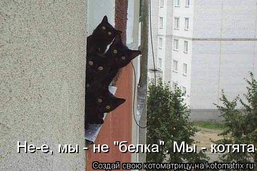 Не-е, мы - не "белка". Мы - котята!... Котоматрица: Не-е, мы - не "белка". Мы - котята!
