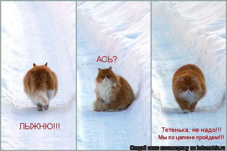 Котоматрица: ЛЫЖНЮ!!! АСЬ? Тетенька, не надо!!! Мы по целине пройдем!!!