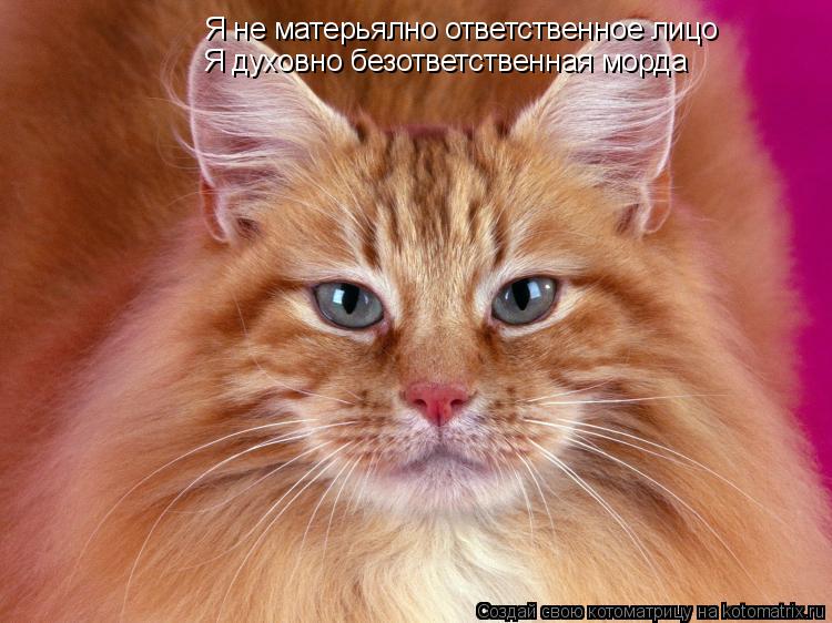 Котоматрица: Я не матерьялно ответственное лицо Я духовно безответственная морда