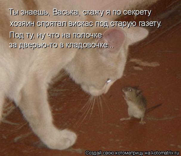 Котоматрица: Ты знаешь, Васька, скажу я по секрету хозяин спрятал вискас под старую газету. Под ту, ну что на полочке за дверью-то в кладовочке...