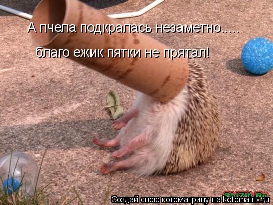 Котоматрица: А пчела подкралась незаметно..... благо ежик пятки не прятал!