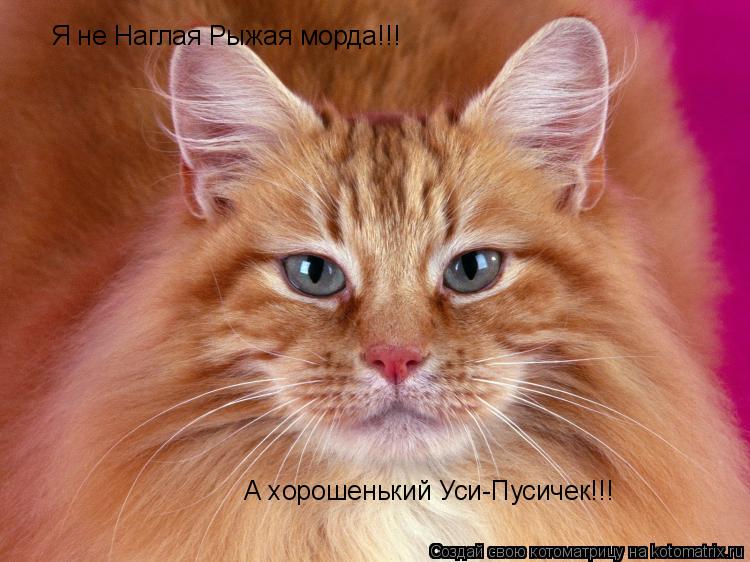 Котоматрица: Я не Наглая Рыжая морда!!! А хорошенький Уси-Пусичек!!!