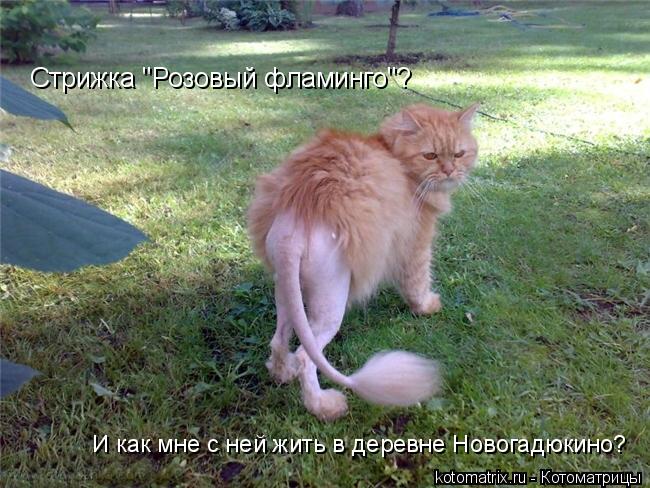 Котоматрица: Стрижка "Розовый фламинго"? И как мне с ней жить в деревне Новогадюкино?