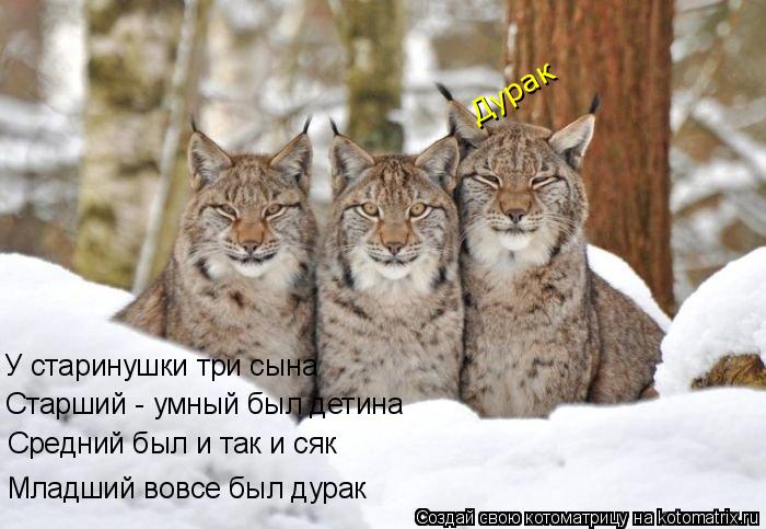 Котоматрица: У старинушки три сына Старший - умный был детина Средний был и так и сяк Младший вовсе был дурак Дурак