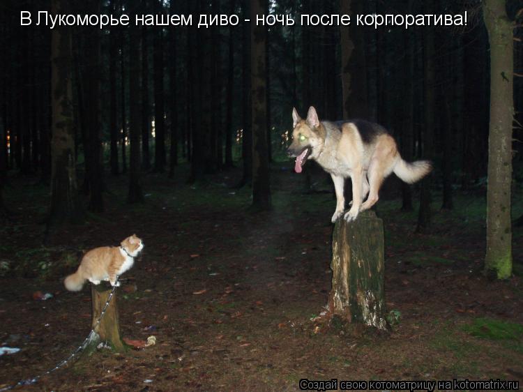 Котоматрица: В Лукоморье нашем диво - ночь после корпоратива!