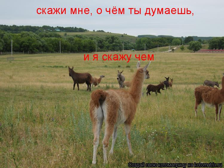 Котоматрица: скажи мне, о чём ты думаешь, и я скажу чем