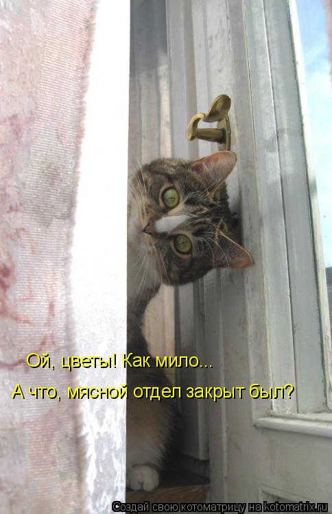 Котоматрица: Ой, цветы! Как мило... А что, мясной отдел закрыт был?