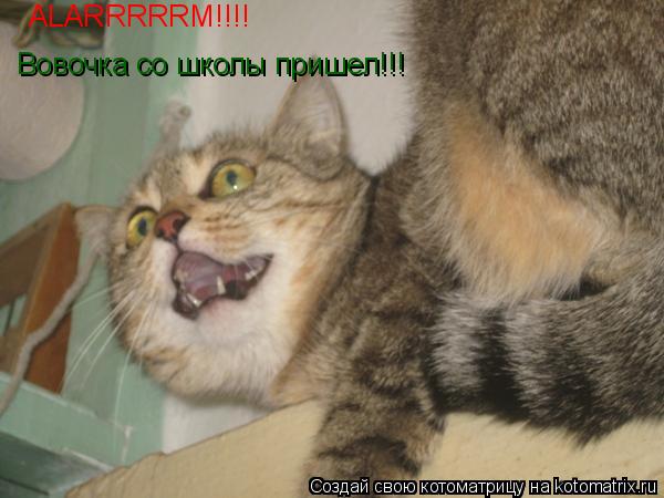 Котоматрица: ALARRRRRM!!!! Вовочка со школы пришел!!!