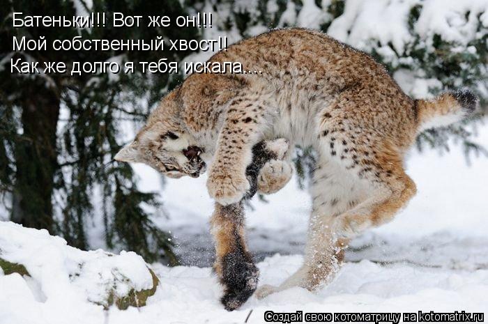 Котоматрица: Батеньки!!! Вот же он!!! Мой собственный хвост!! Как же долго я тебя искала....