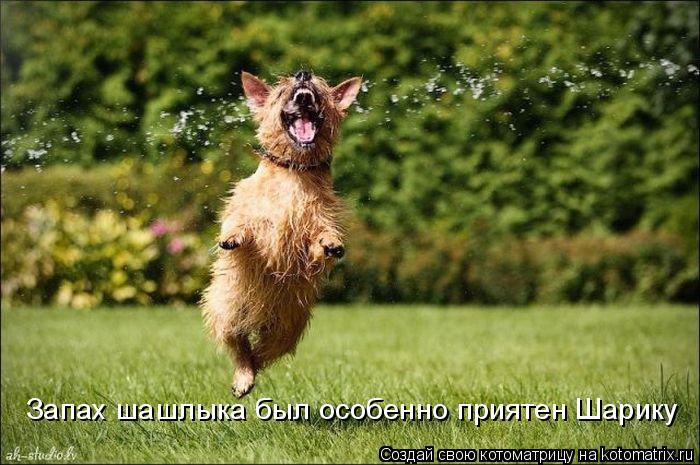 Котоматрица: Запах шашлыка был особенно приятен Шарику