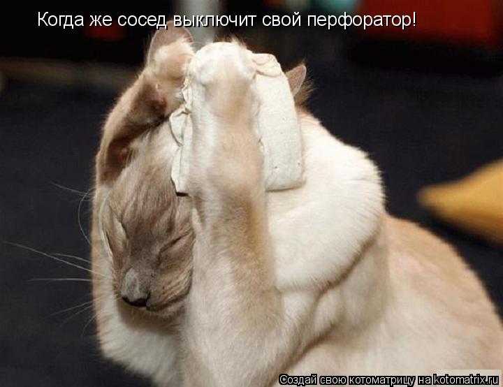 Котоматрица: Когда же сосед выключит свой перфоратор!