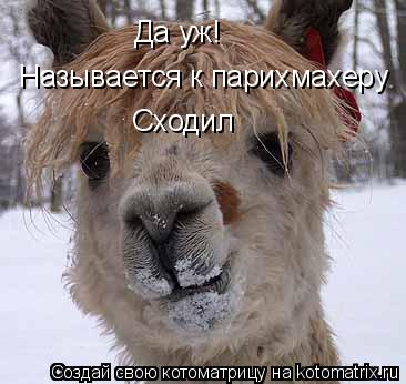 Котоматрица: Да уж!  Называется к парихмахеру Сходил