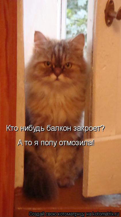 Котоматрица: Кто нибудь балкон закроет? А то я попу отмозила!
