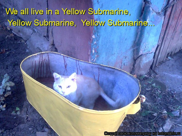 Котоматрица: We all live in a Yellow Submarine,   Yellow Submarine,  Yellow Submarine...