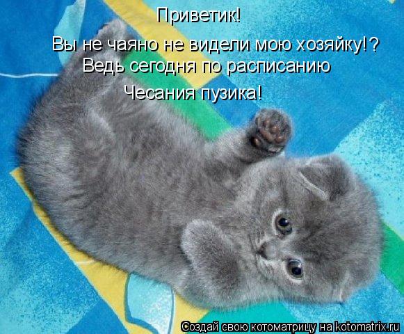 Котоматрица: Приветик! Вы не чаяно не видели мою хозяйку! ? Ведь сегодня по расписанию Чесания пузика!