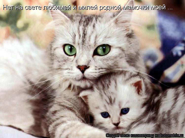 Котоматрица: Нет на свете любимей и милей родной мамочки моей ...