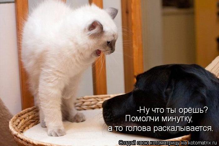 Котоматрица: -Ну что ты орёшь? Помолчи минутку, а то голова раскалывается.