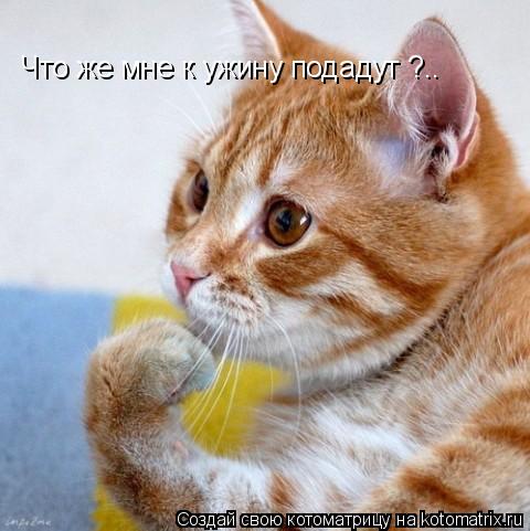 Котоматрица: Что же мне к ужину подадут ?..